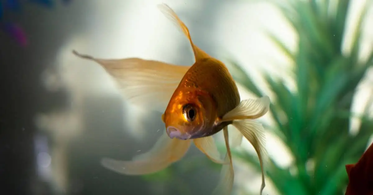 Are Car Rides Bad for Fish?