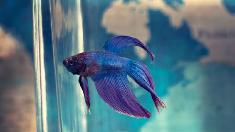 Can Betta Fish Survive Long Car Rides? 