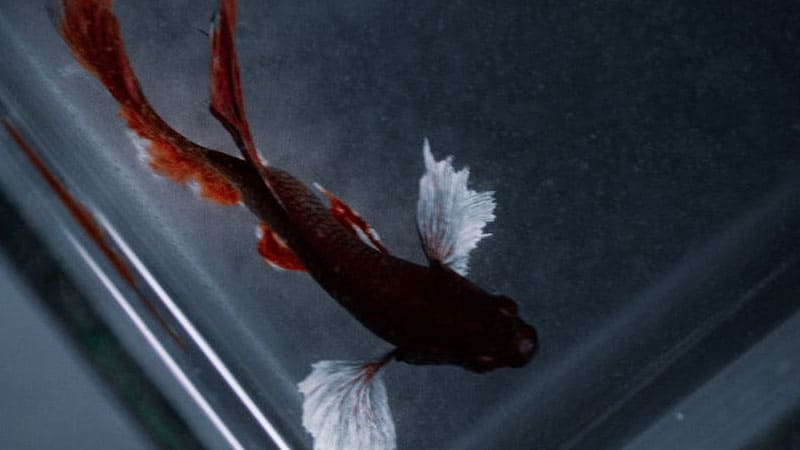 Can Betta Fish Survive Long Car Rides? 