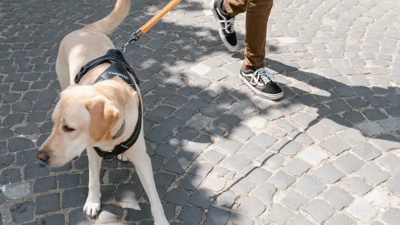 can service dogs be left alone