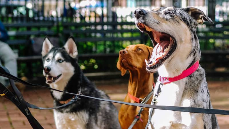 Can Pets Travel by Sea? 