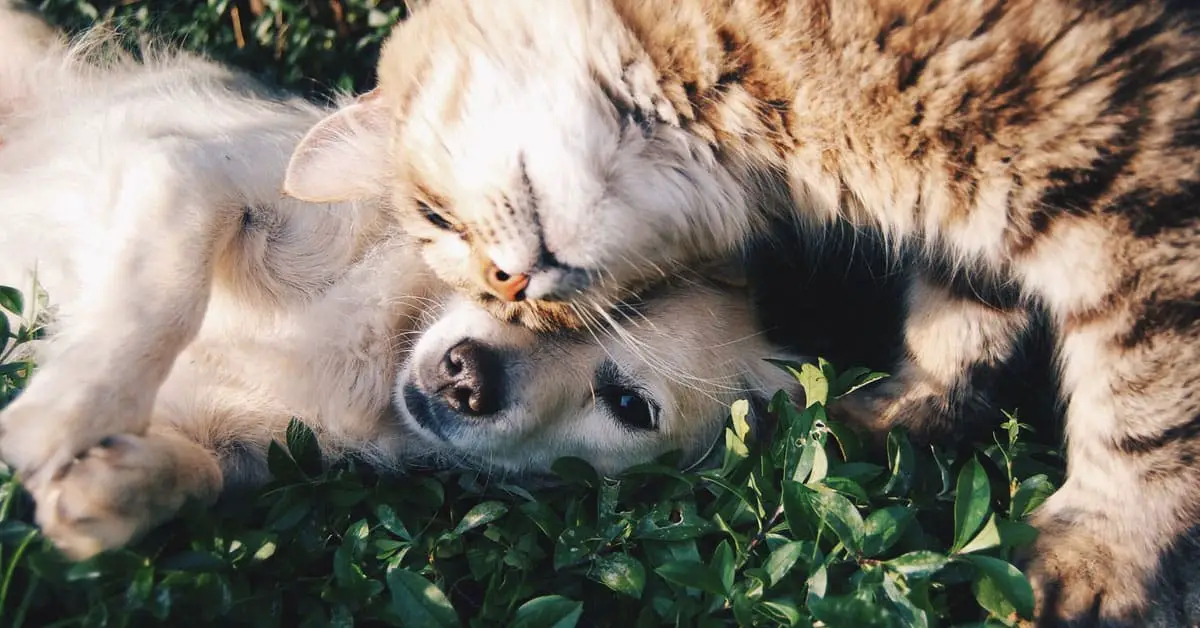 Can You Go on A Road Trip with Dogs and Cats Together?