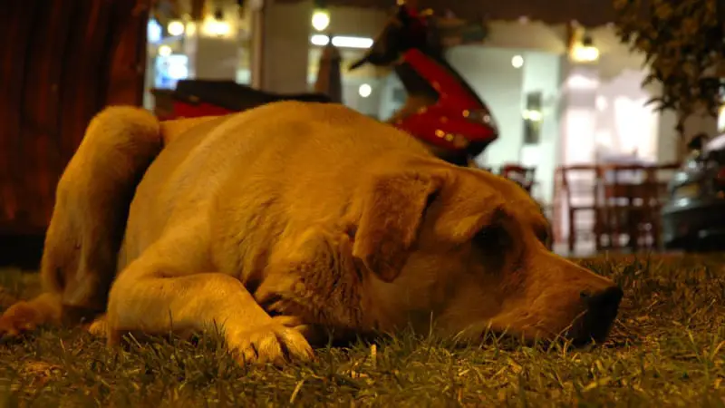 Can You Leave Your Dog Alone Overnight? 