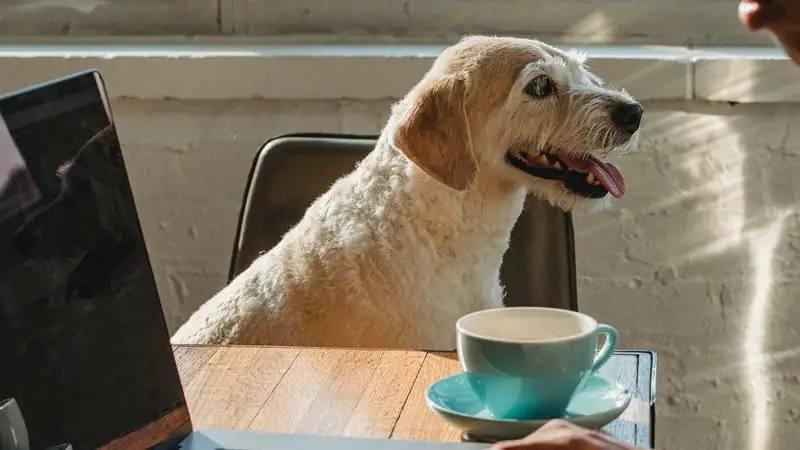 Do Airlines Actually Weigh Pets? 