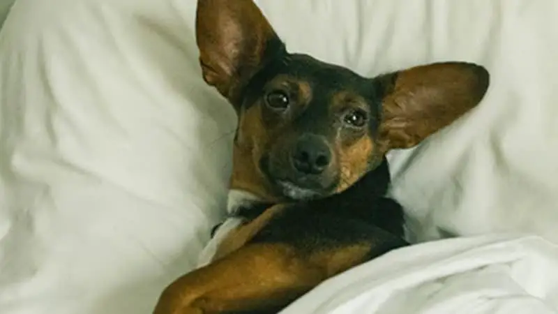 Do Dogs Like Dog Hotels? 