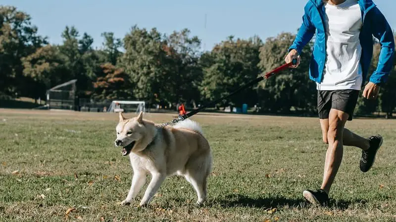 Do Dogs Like Dog Hotels? 