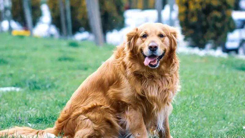 can big dogs go on planes