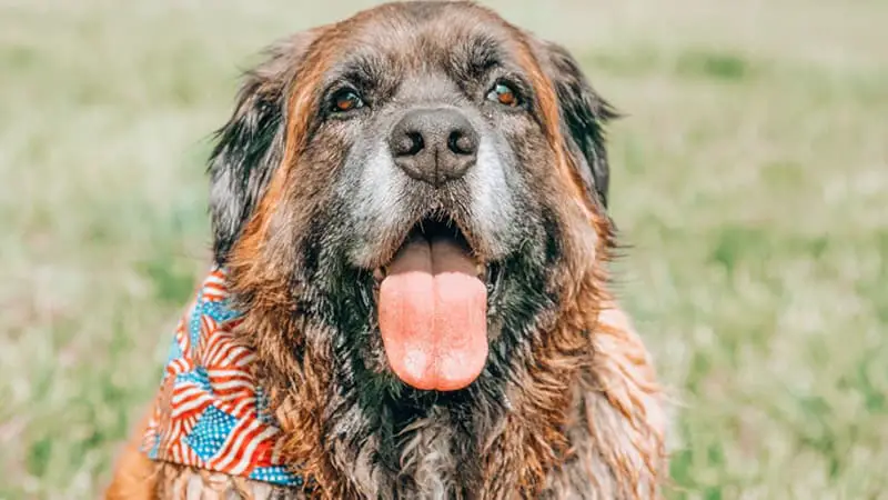 Flying with Large Dogs (Cabin vs Cargo) | Easy Guide 