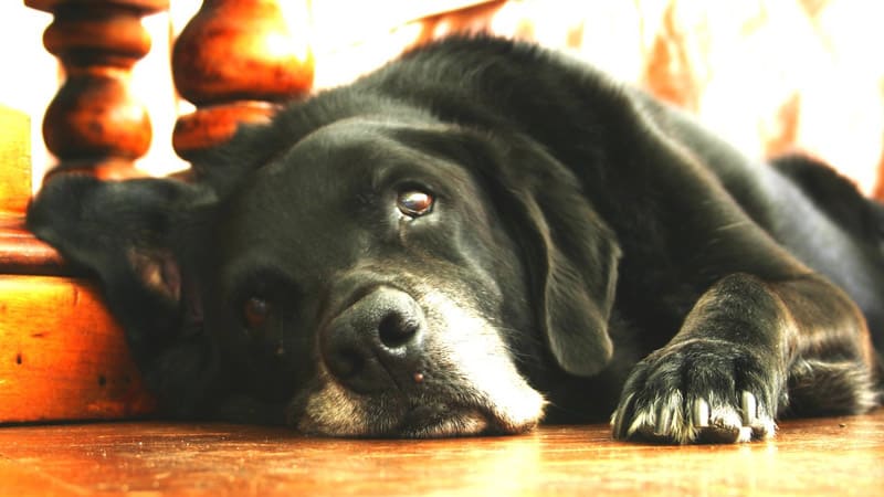 can you leave your dog in a hotel room