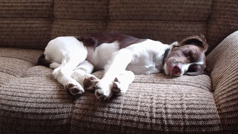 can you leave your dog in a hotel room