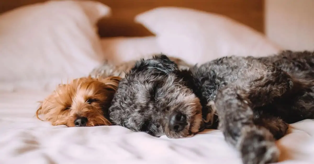 Is It OK to Leave Your Dog For 8 Hours Alone at Home?