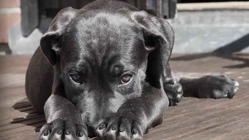 What Happens If You Sneak a Dog into A Hotel? 