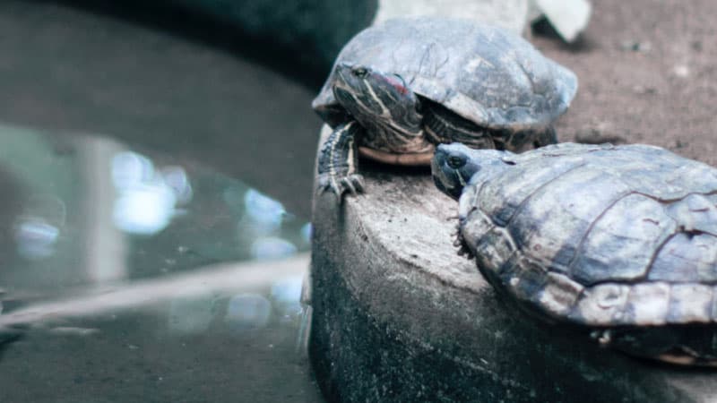 Turtle feeder clearance vacation