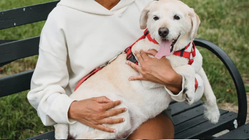 Are Dog Seat Belts Effective? 