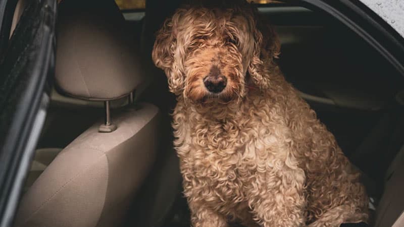 Are Dog Seat Belts Effective? 