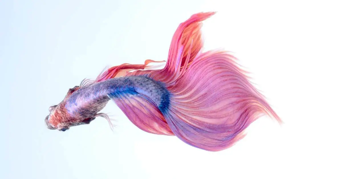 Can I Take My Betta Fish on An Airplane?