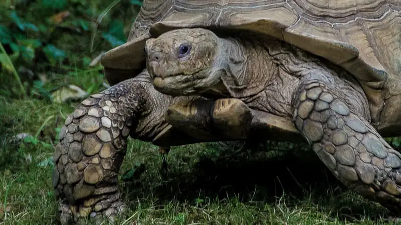 Can I Travel With My Turtle By Plane? 