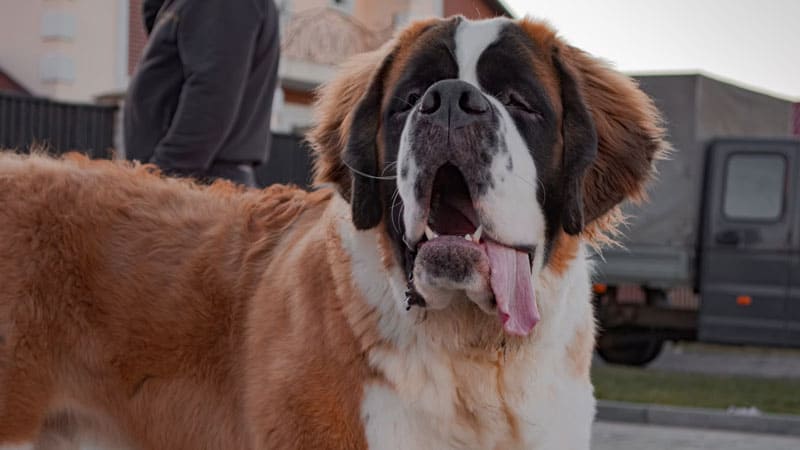 Can Large Dogs Travel on Amtrak?  