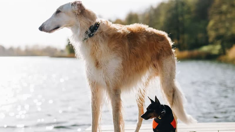 can dogs go on amtrak