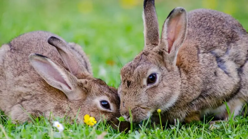 Can My Bunny Be Left Alone For 8 Hours? 