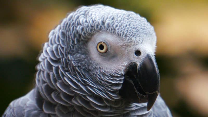 Can My Parrot Get Car Sick During Travel? 