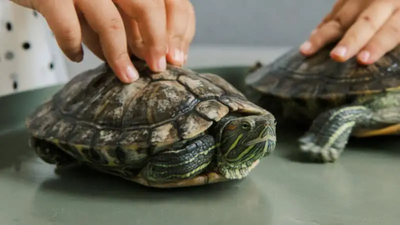 Can Turtles Survive Car Rides? 