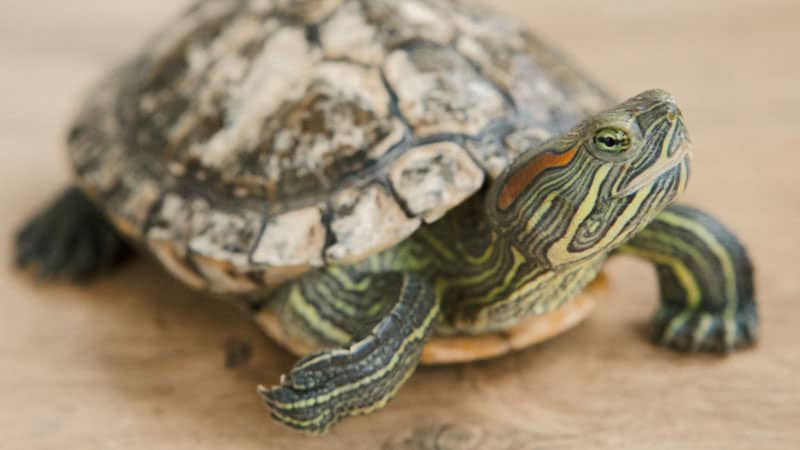 Can Turtles Survive Car Rides? 