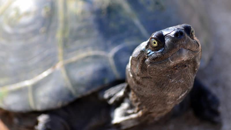 Can You Leave a Turtle Alone for a Week?  