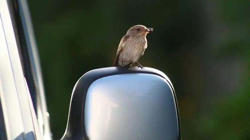 Do Birds Like Car Rides? | Safe Steps to Travel  