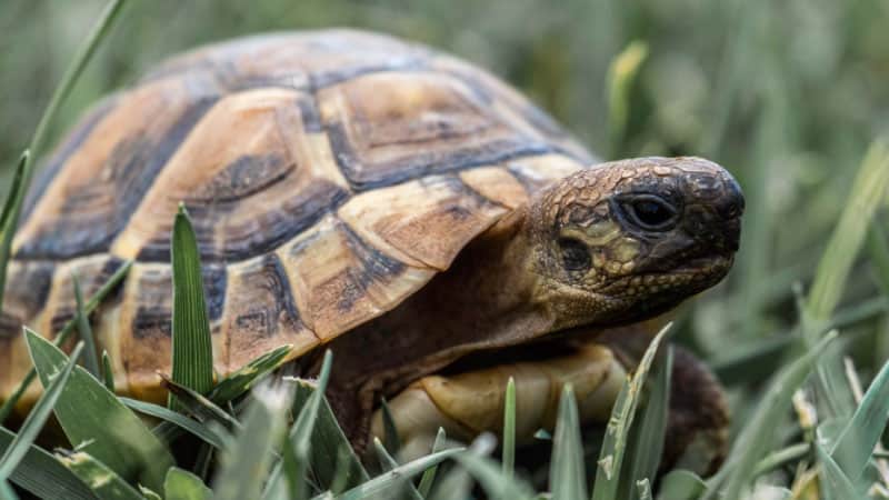 How Do You Feed a Turtle While You Are on Vacation? 