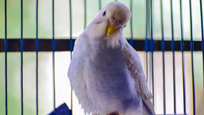 Should I Put A Blanket Over My Bird’s Cage During Travel?