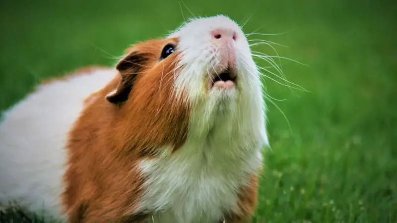 Can Guinea Pigs Go On Long Car Rides? 