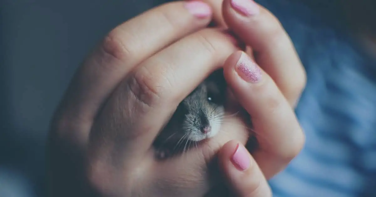 Can You Carry a Hamster in Your Pocket?