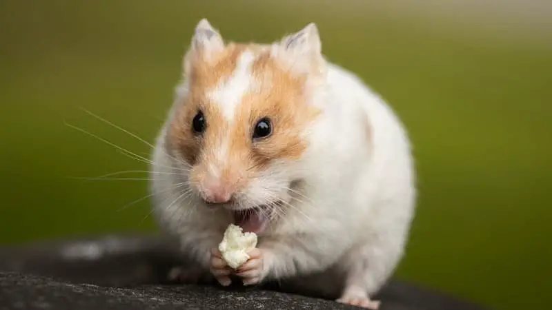 Can You Carry a Hamster in Your Pocket? 
