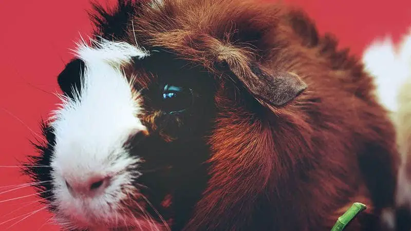 Do Car Rides Stress Guinea Pigs?  