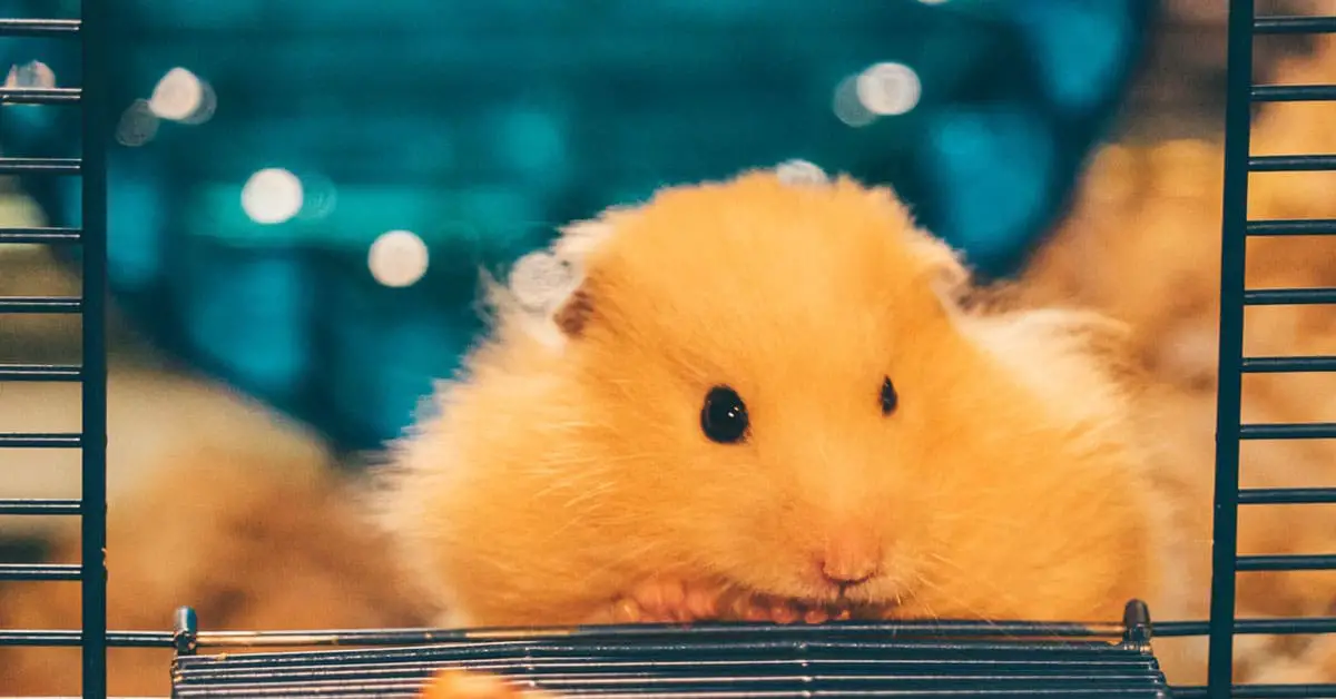 How Long Can You Keep A Hamster In A Travel Cage?