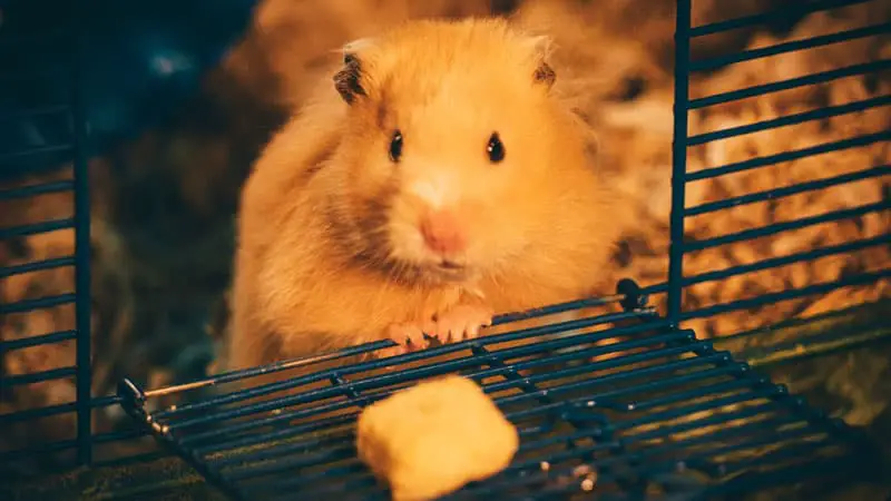 How Long Can You Keep A Hamster In A Travel Cage?  