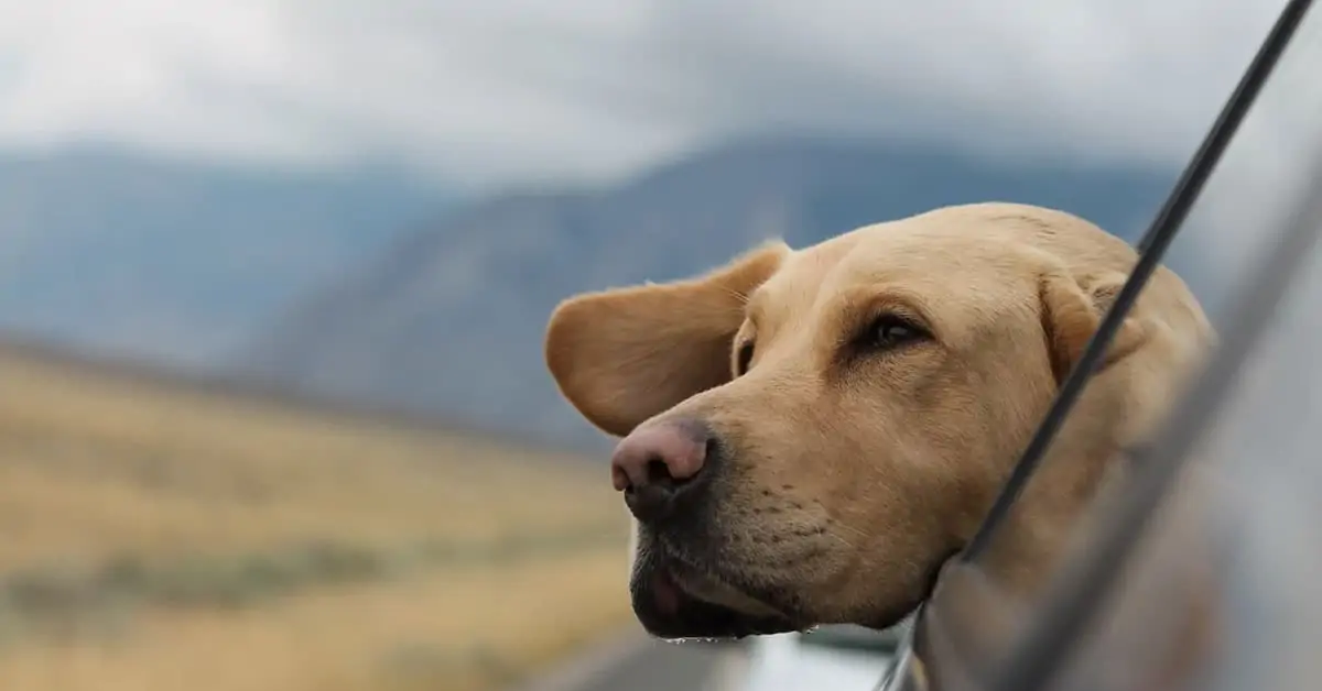 How Often Should You Stop On A Road Trip With A Dog?