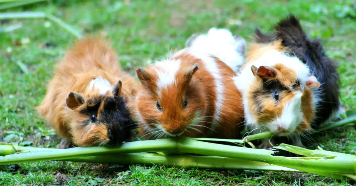 How To Travel With Three Guinea Pigs?