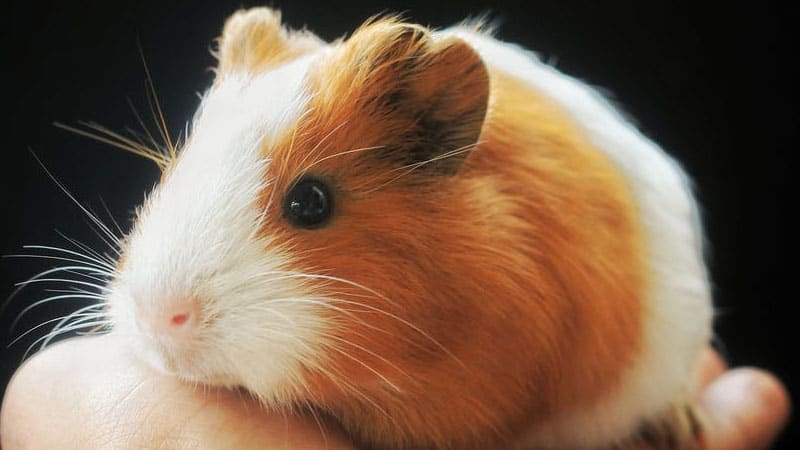 How To Travel With Three Guinea Pigs? 