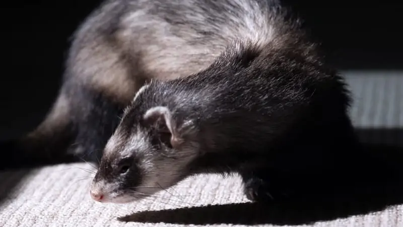 Can A Ferret Wear A Collar? 