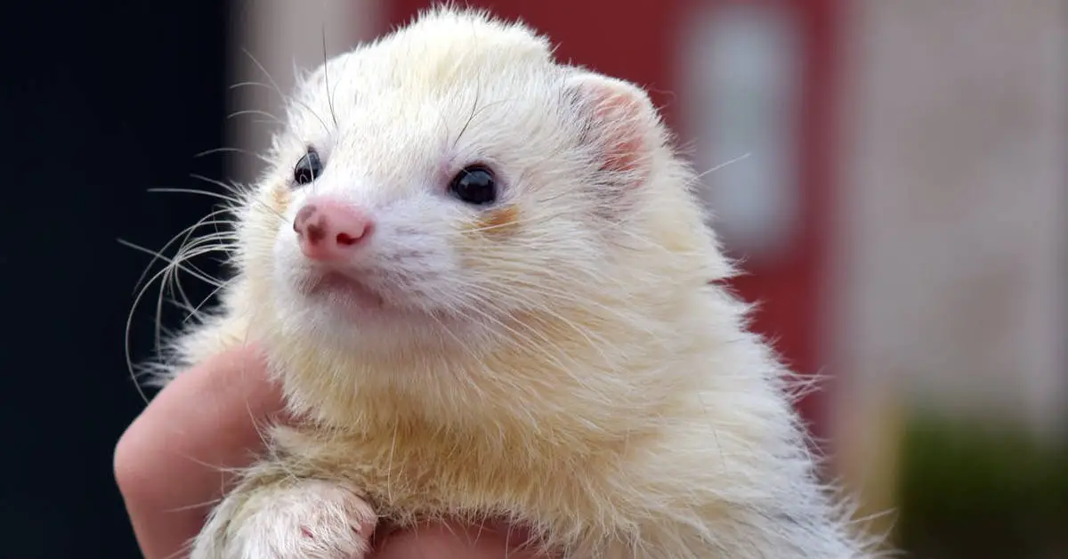 Can Ferrets Be Left Alone For A Day?