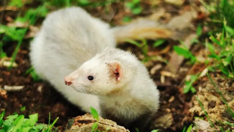 Can Ferrets Be Left Alone For A Day? 