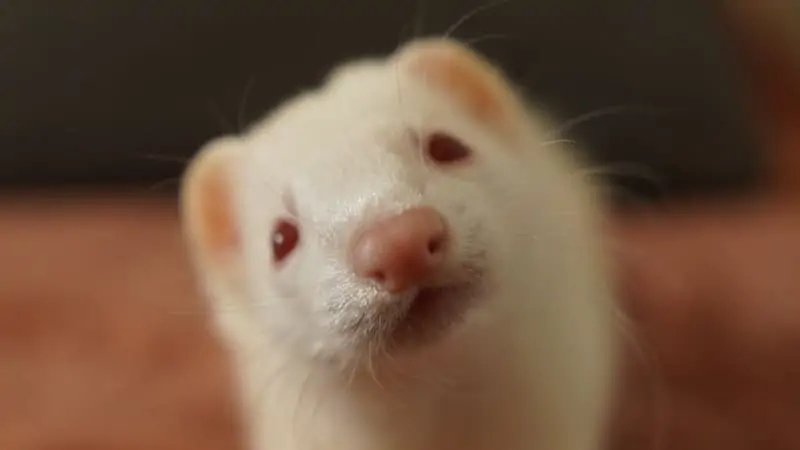 Can Ferrets Be Left Alone For A Day? 