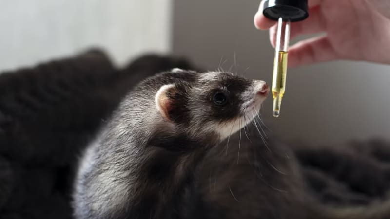 Can Ferrets Go Camping? 