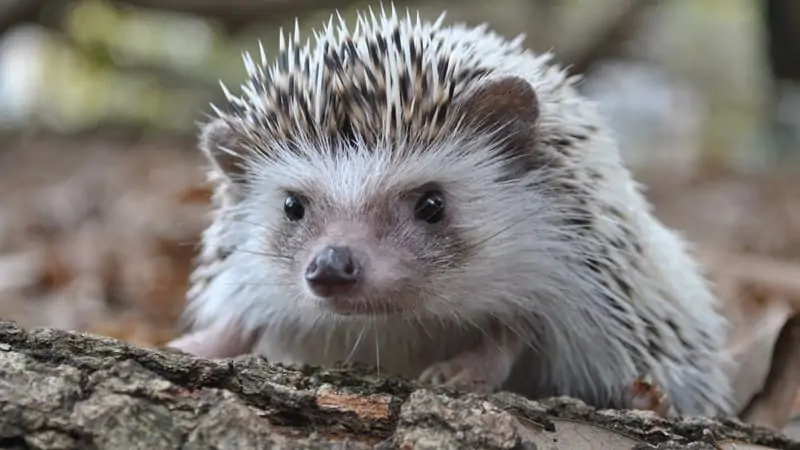 Can I Fly with a Hedgehog? 