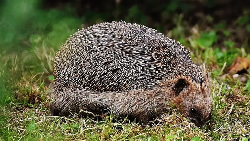 Can I Fly with a Hedgehog? 