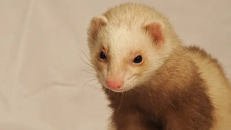 Can I Get Kicked Out Of A Store For Bringing My Ferret Inside? 