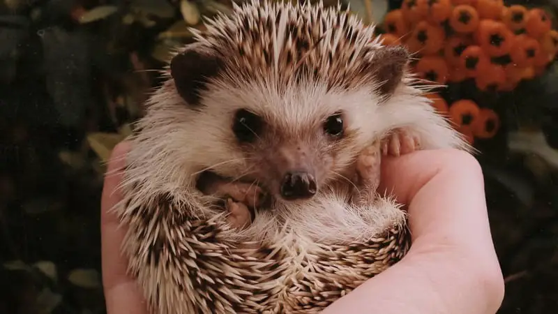 Can I Leave My Hedgehog Alone For The Weekend? 