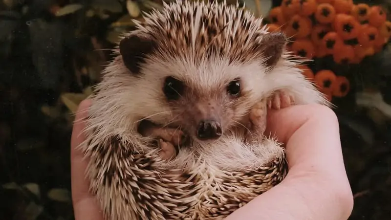 Can I Leave My Hedgehog Alone For The Weekend? 
